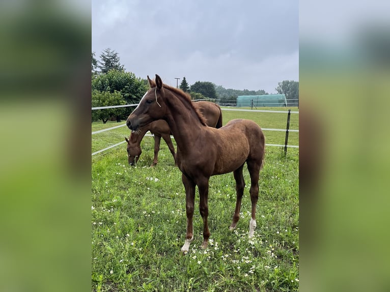 Caballo de salto Oldenburgo Semental 1 año 170 cm Alazán-tostado in Bassum