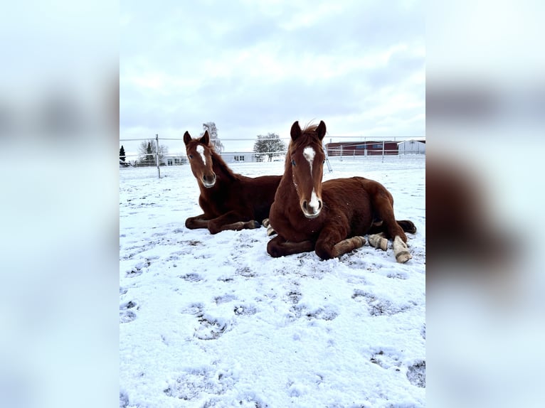 Caballo de salto Oldenburgo Semental 1 año 170 cm Alazán-tostado in Bassum