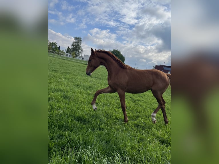 Caballo de salto Oldenburgo Semental 1 año 170 cm Alazán-tostado in Bassum