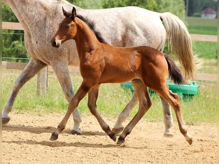 Caballo de salto Oldenburgo Semental 1 año 170 cm Castaño in Groß Roge