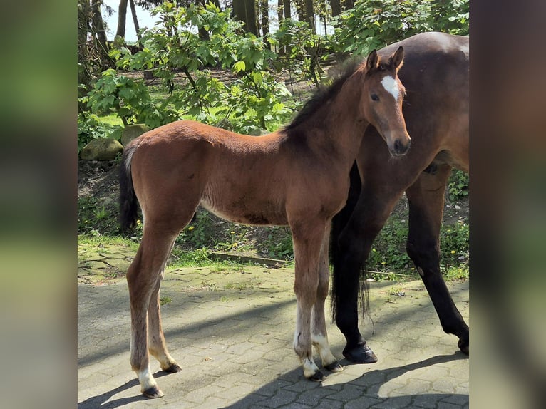 Caballo de salto Oldenburgo Semental 1 año 170 cm Castaño oscuro in Lindern (Oldenburg)