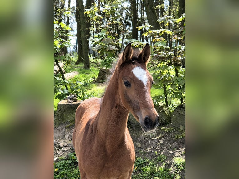 Caballo de salto Oldenburgo Semental 1 año 170 cm Castaño oscuro in Lindern (Oldenburg)