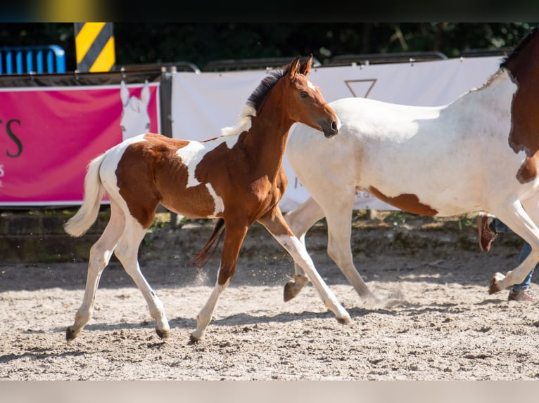 Caballo de salto Oldenburgo Semental 1 año 170 cm Tobiano-todas las-capas in Dojazdów