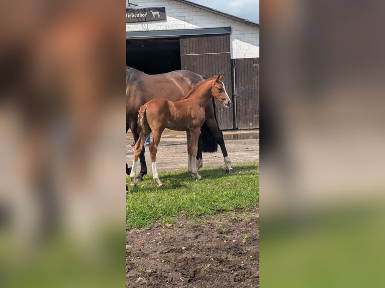 Caballo de salto Oldenburgo Semental 1 año Alazán in Handewitt
