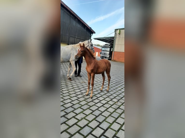 Caballo de salto Oldenburgo Semental 1 año Alazán in Kluse