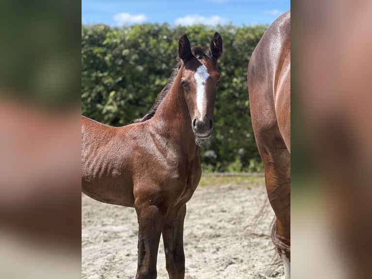 Caballo de salto Oldenburgo Semental 1 año Alazán in Marcelewo