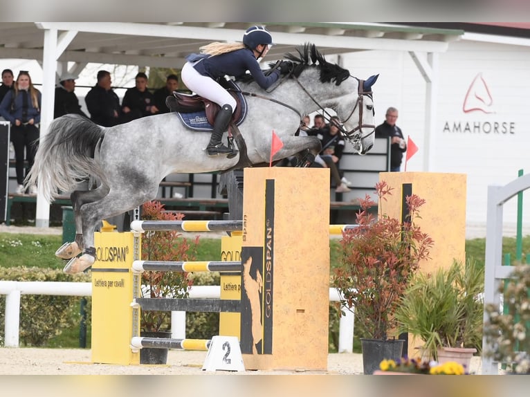 Caballo de salto Oldenburgo Semental 1 año Alazán in Marcelewo