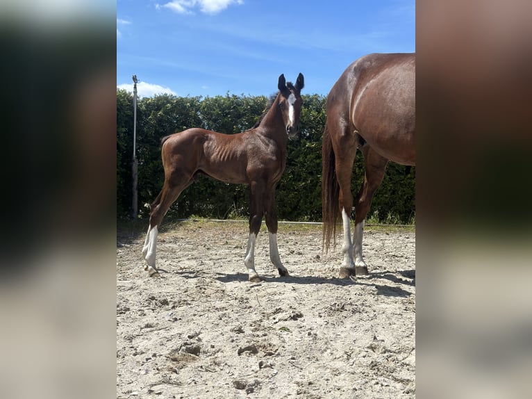 Caballo de salto Oldenburgo Semental 1 año Alazán in Marcelewo