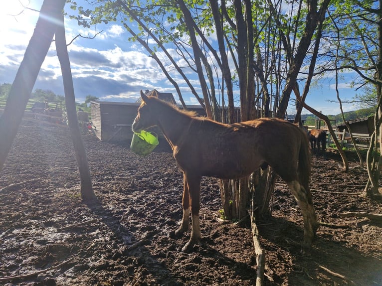 Caballo de salto Oldenburgo Semental 1 año Alazán in Sdek