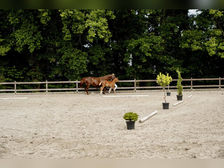 Caballo de salto Oldenburgo Semental 1 año Alazán in Zülpich