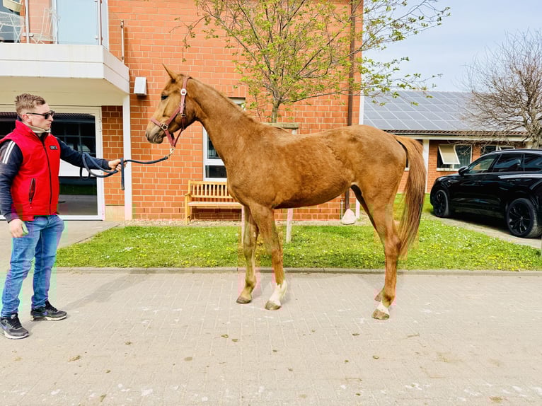 Caballo de salto Oldenburgo Semental 1 año Alazán in Zülpich