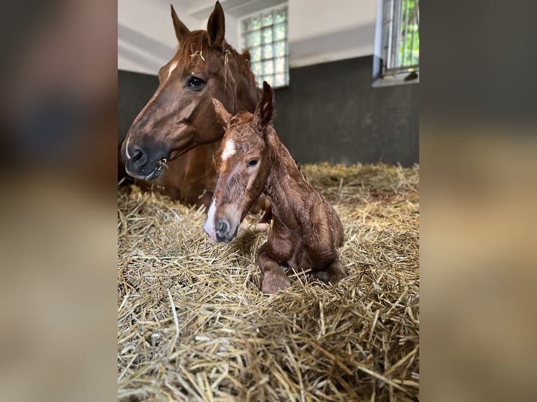 Caballo de salto Oldenburgo Semental 1 año Alazán in Zülpich