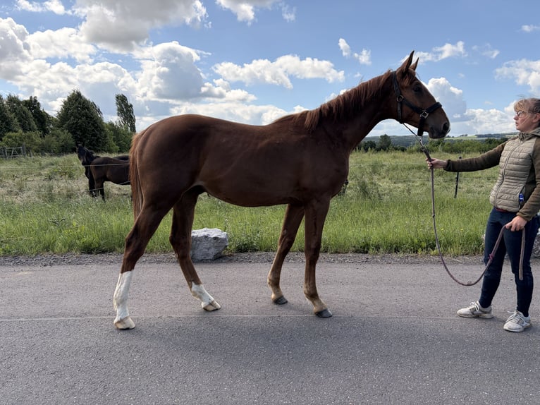 Caballo de salto Oldenburgo Semental 1 año Alazán in Zülpich