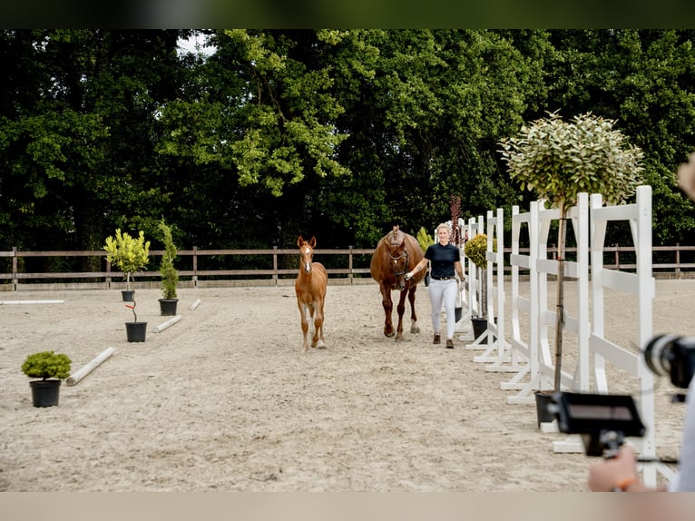 Caballo de salto Oldenburgo Semental 1 año Alazán in Zülpich