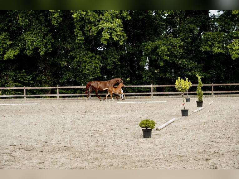 Caballo de salto Oldenburgo Semental 1 año Alazán in Zülpich