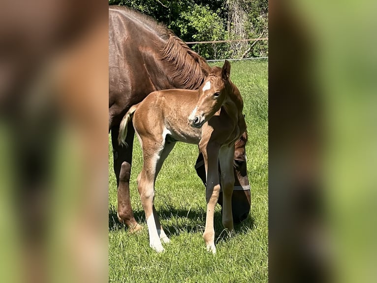 Caballo de salto Oldenburgo Semental 1 año Alazán in Zülpich