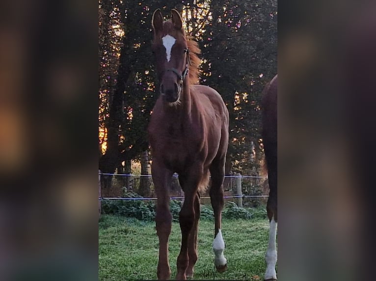 Caballo de salto Oldenburgo Semental 1 año Alazán-tostado in Großenkneten