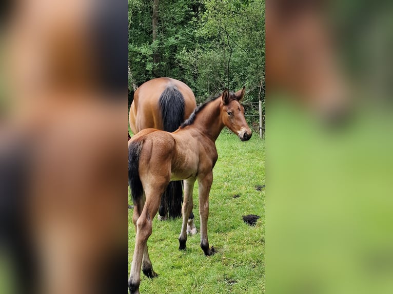 Caballo de salto Oldenburgo Semental 1 año Castaño in Emstek