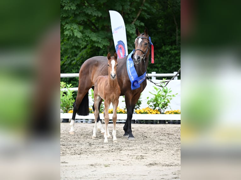 Caballo de salto Oldenburgo Semental 1 año Castaño in Pfalzgrafenweiler