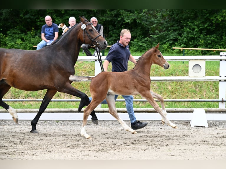 Caballo de salto Oldenburgo Semental 1 año Castaño in Pfalzgrafenweiler