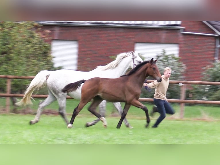 Caballo de salto Oldenburgo Semental 1 año Castaño in Cloppenburg