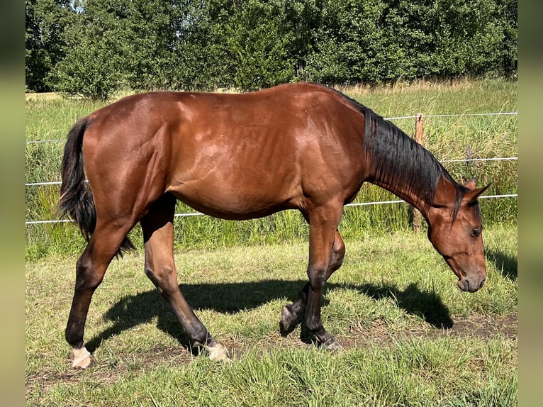 Caballo de salto Oldenburgo Semental 1 año Castaño in Dahlenburg