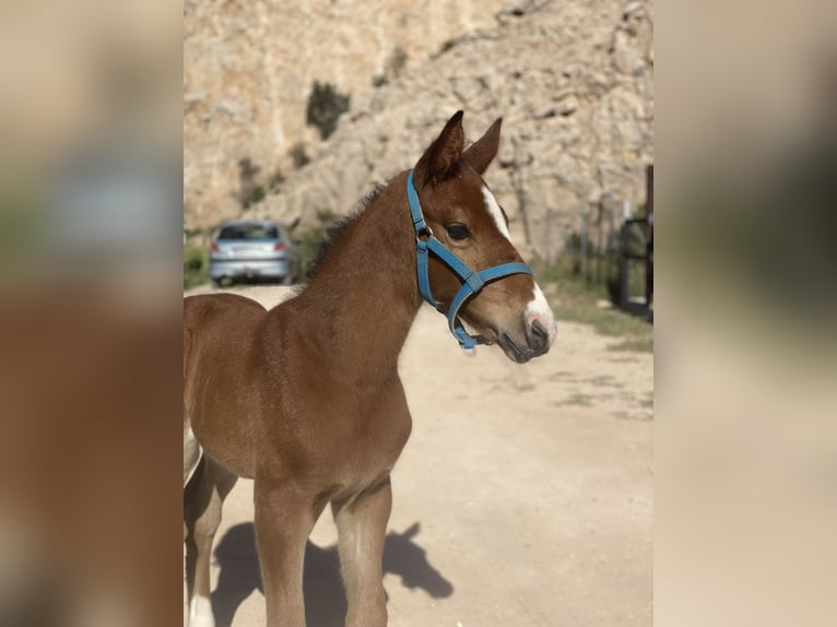 Caballo de salto Oldenburgo Semental 1 año Castaño in Fuendetodos