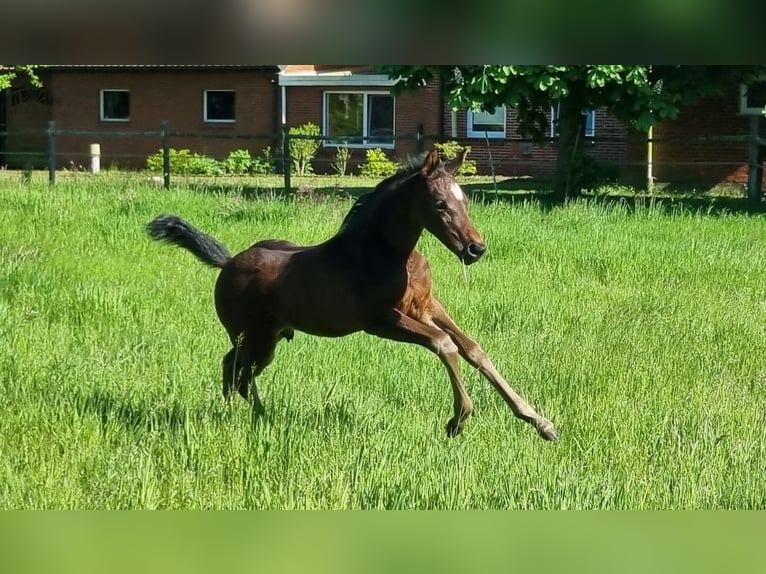 Caballo de salto Oldenburgo Semental 1 año Castaño oscuro in Bösel