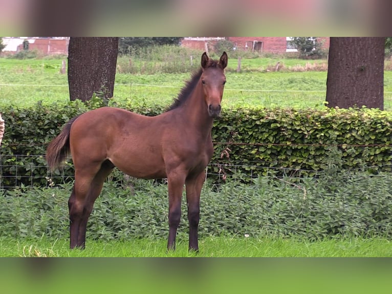 Caballo de salto Oldenburgo Semental 1 año Castaño oscuro in Cloppenburg