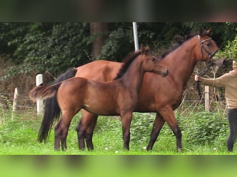 Caballo de salto Oldenburgo Semental 1 año Castaño oscuro in Cloppenburg