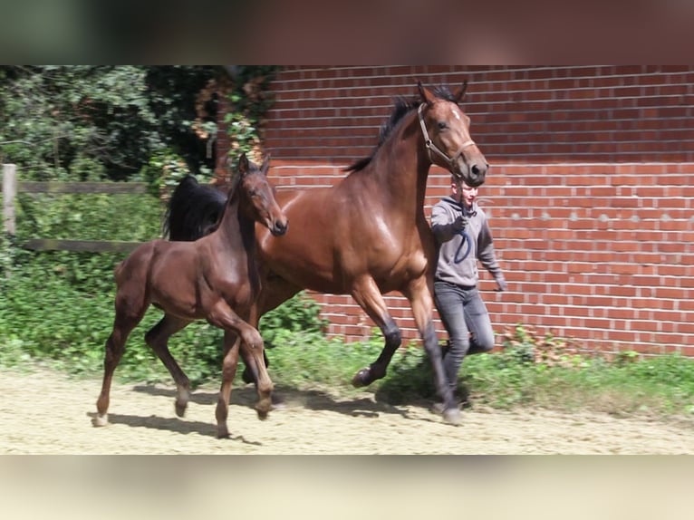 Caballo de salto Oldenburgo Semental 1 año Castaño oscuro in Cloppenburg