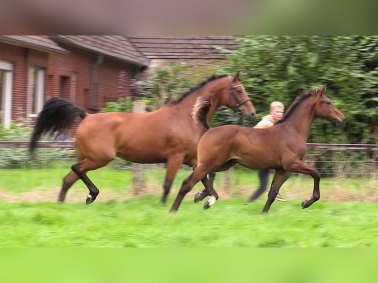 Caballo de salto Oldenburgo Semental 1 año Castaño oscuro in Cloppenburg