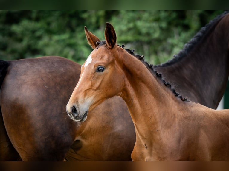Caballo de salto Oldenburgo Semental 1 año Castaño rojizo in Toruń
