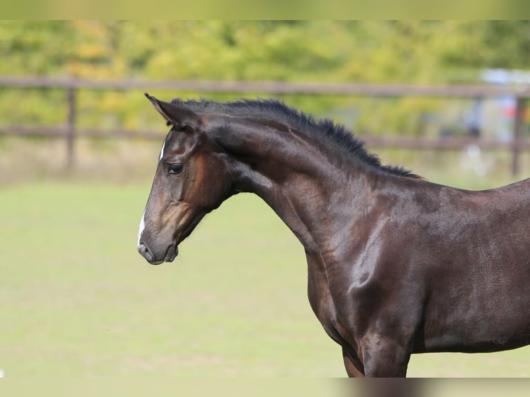 Caballo de salto Oldenburgo Semental 1 año Negro in Brytovka