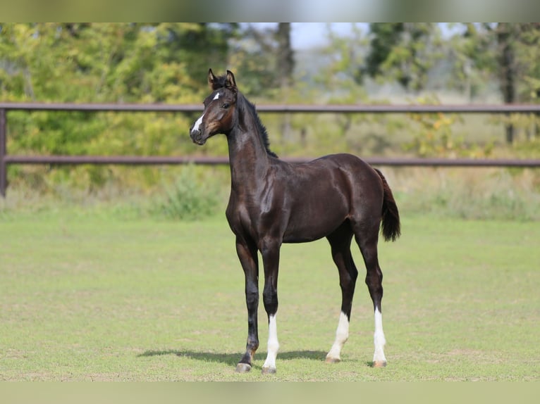 Caballo de salto Oldenburgo Semental 1 año Negro in Brytovka