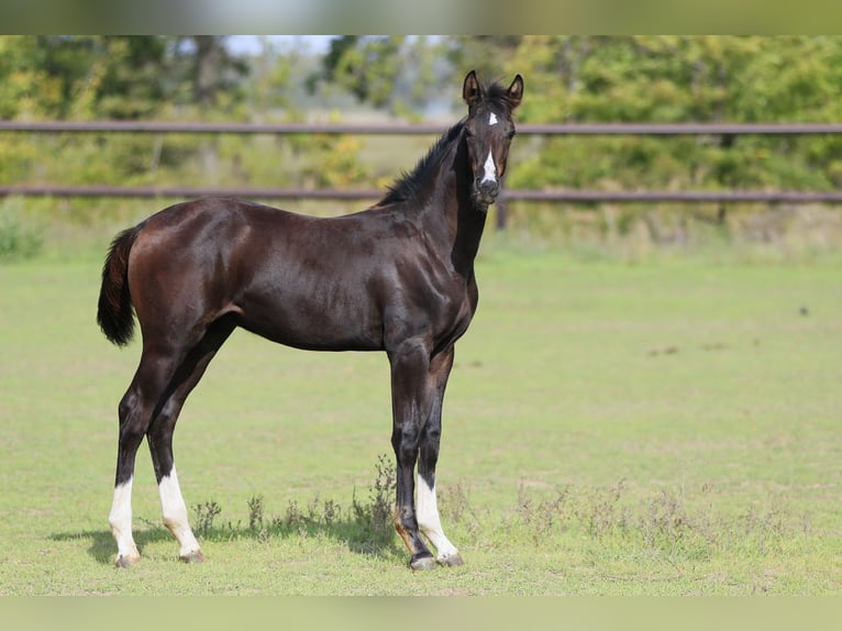 Caballo de salto Oldenburgo Semental 1 año Negro in Brytovka