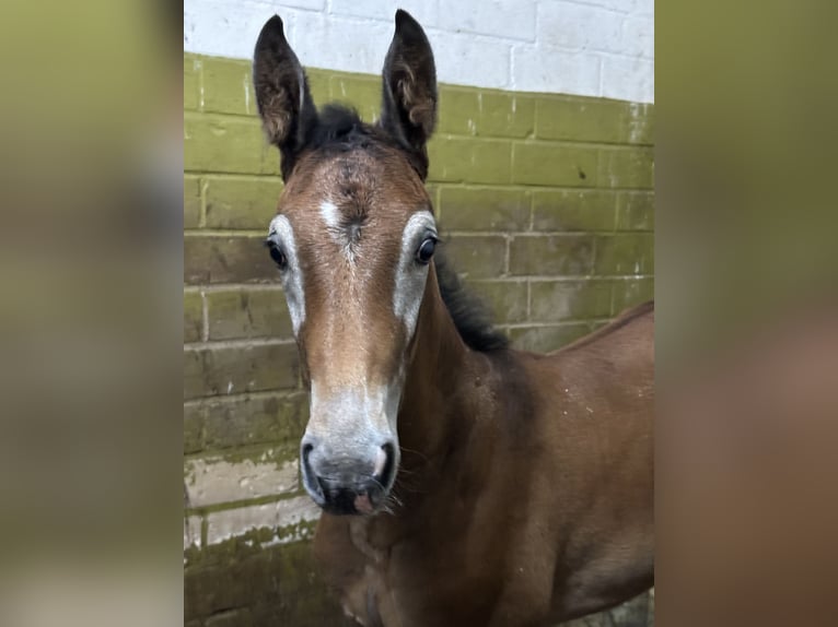 Caballo de salto Oldenburgo Semental 1 año Tordo in Heinersreuth