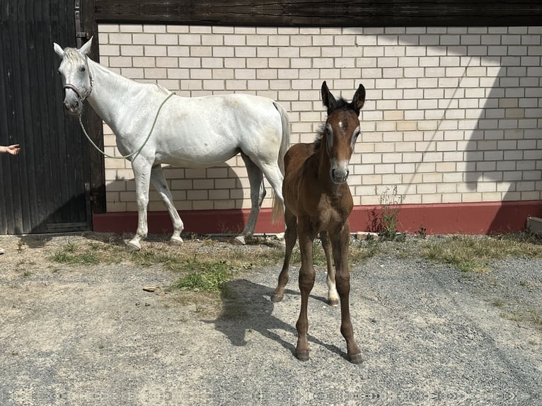 Caballo de salto Oldenburgo Semental 1 año Tordo in Heinersreuth