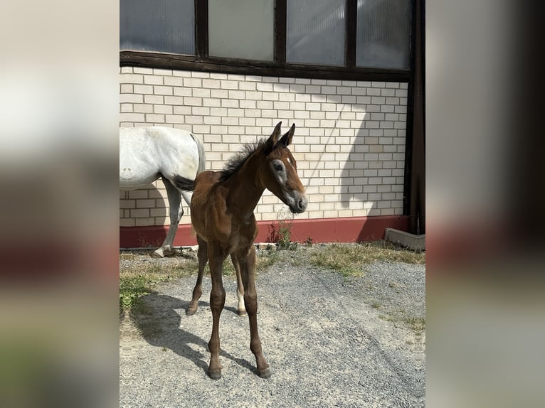 Caballo de salto Oldenburgo Semental 1 año Tordo in Heinersreuth