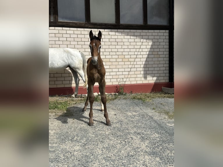 Caballo de salto Oldenburgo Semental 1 año Tordo in Heinersreuth