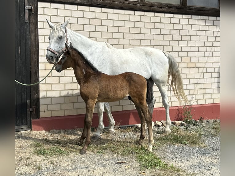 Caballo de salto Oldenburgo Semental 1 año Tordo in Heinersreuth