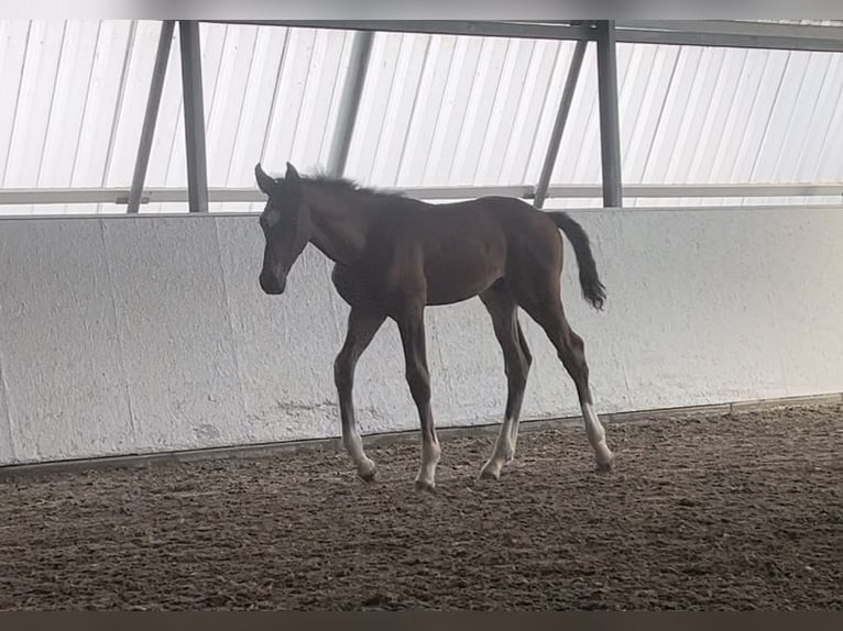 Caballo de salto Oldenburgo Semental 2 años 122 cm Castaño in Satow