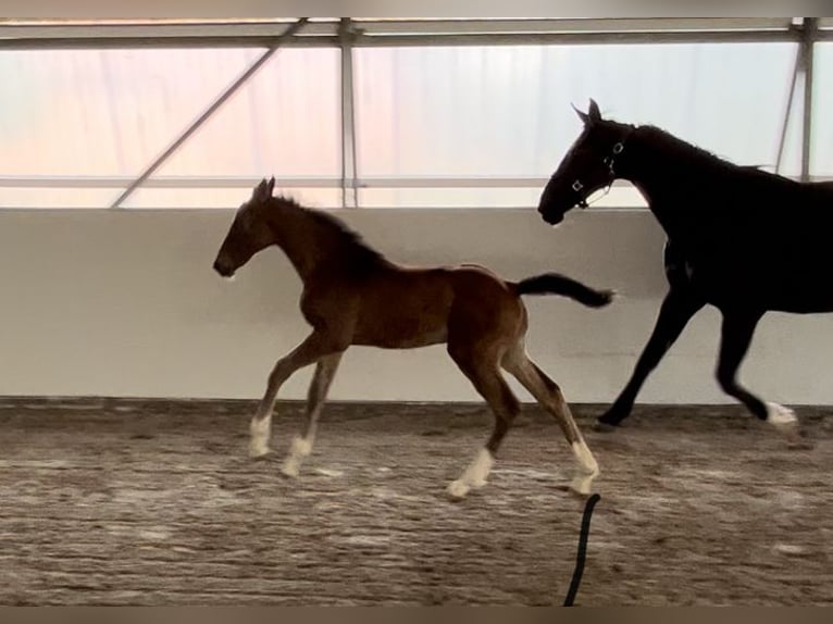 Caballo de salto Oldenburgo Semental 2 años 122 cm Castaño in Satow