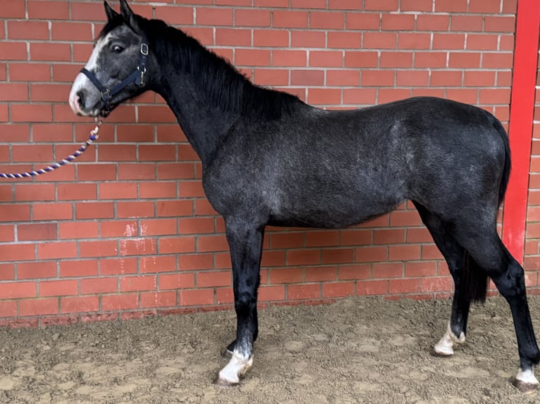 Caballo de salto Oldenburgo Semental 2 años 162 cm Tordo in Bramsche