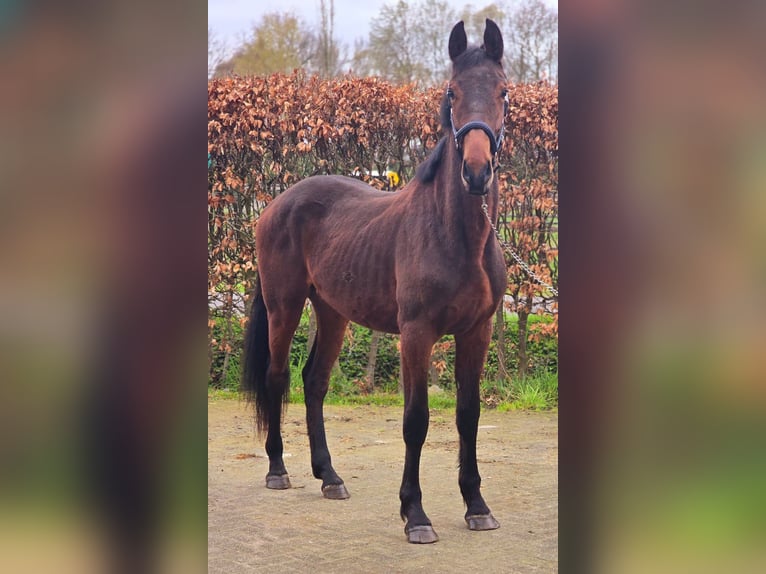 Caballo de salto Oldenburgo Semental 2 años 165 cm Castaño in Someren