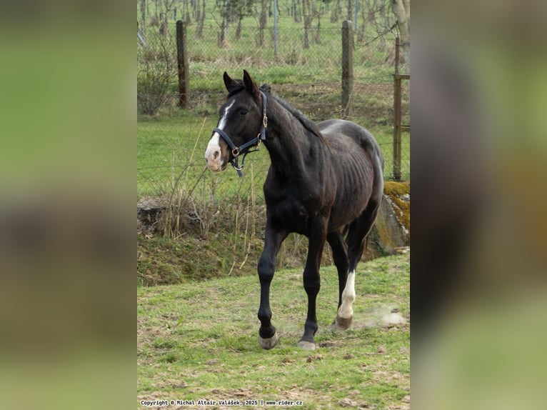 Caballo de salto Oldenburgo Semental 2 años 165 cm Castaño oscuro in Olomouc