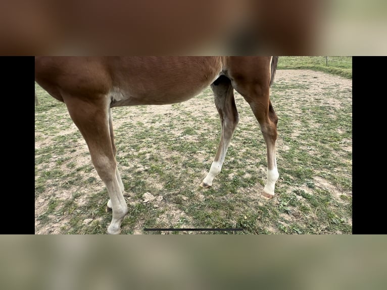 Caballo de salto Oldenburgo Semental 2 años 167 cm Castaño in Berg