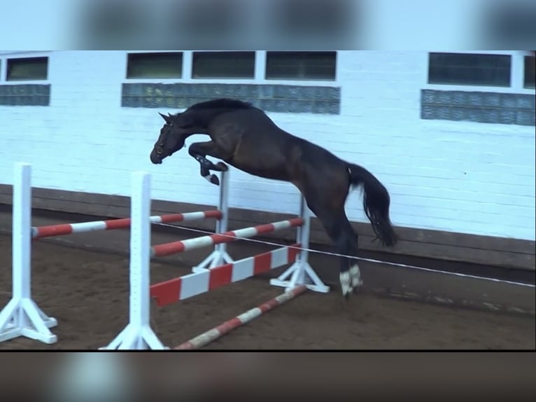 Caballo de salto Oldenburgo Semental 2 años 167 cm Castaño in Schwarmstedt