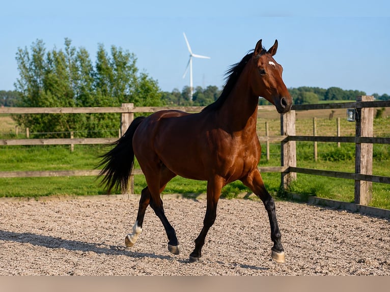 Caballo de salto Oldenburgo Semental 2 años 168 cm Castaño in Belgique