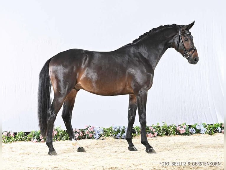 Caballo de salto Oldenburgo Semental 2 años 168 cm Castaño oscuro in Klein Berßen